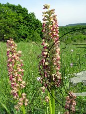 Ятрышник мелкоточечный 002